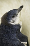 Little Blue Penguin 0 .jpg